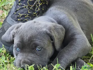 Cane Corso dogs for sale: Cane Corso Puppy 5 - Ad 3