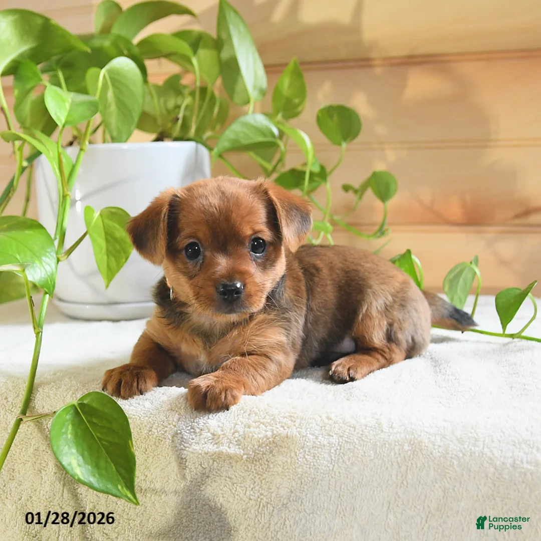Shorkie dogs for sale: Ozzy - Ad 2