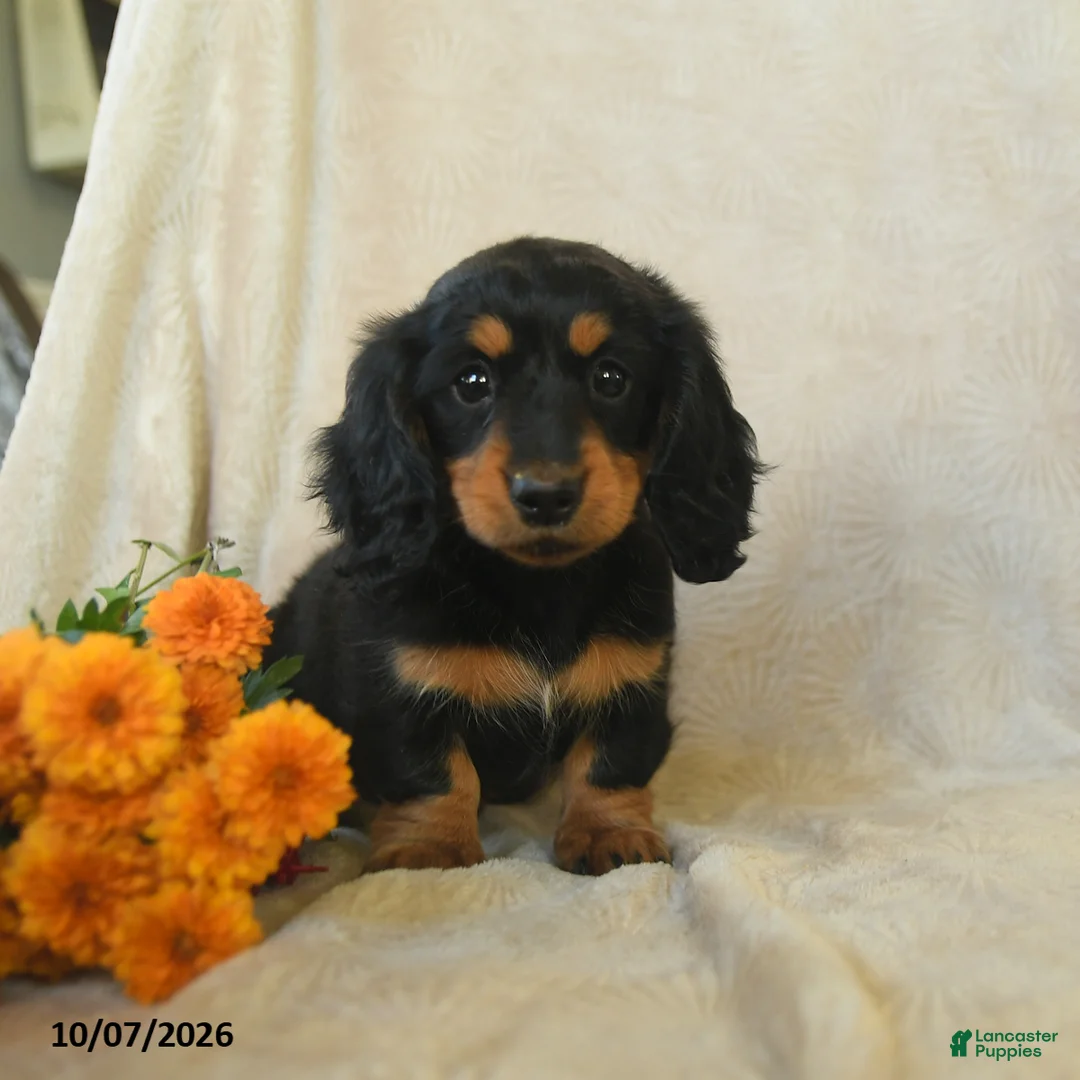 Miniature Dachshund dogs for sale: Kassie - Ad 1