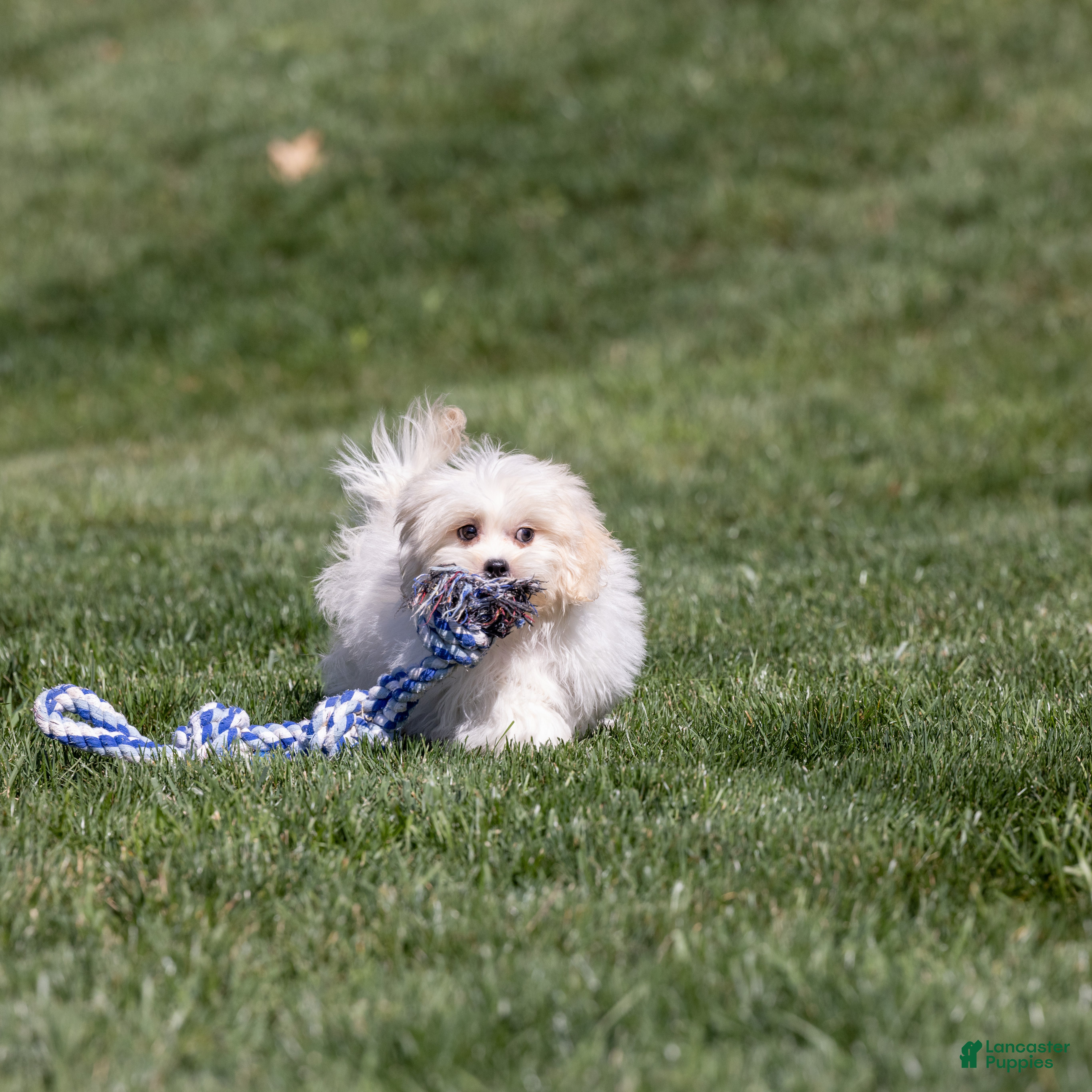 Teddy Bear dogs Lafayette - Ad 2