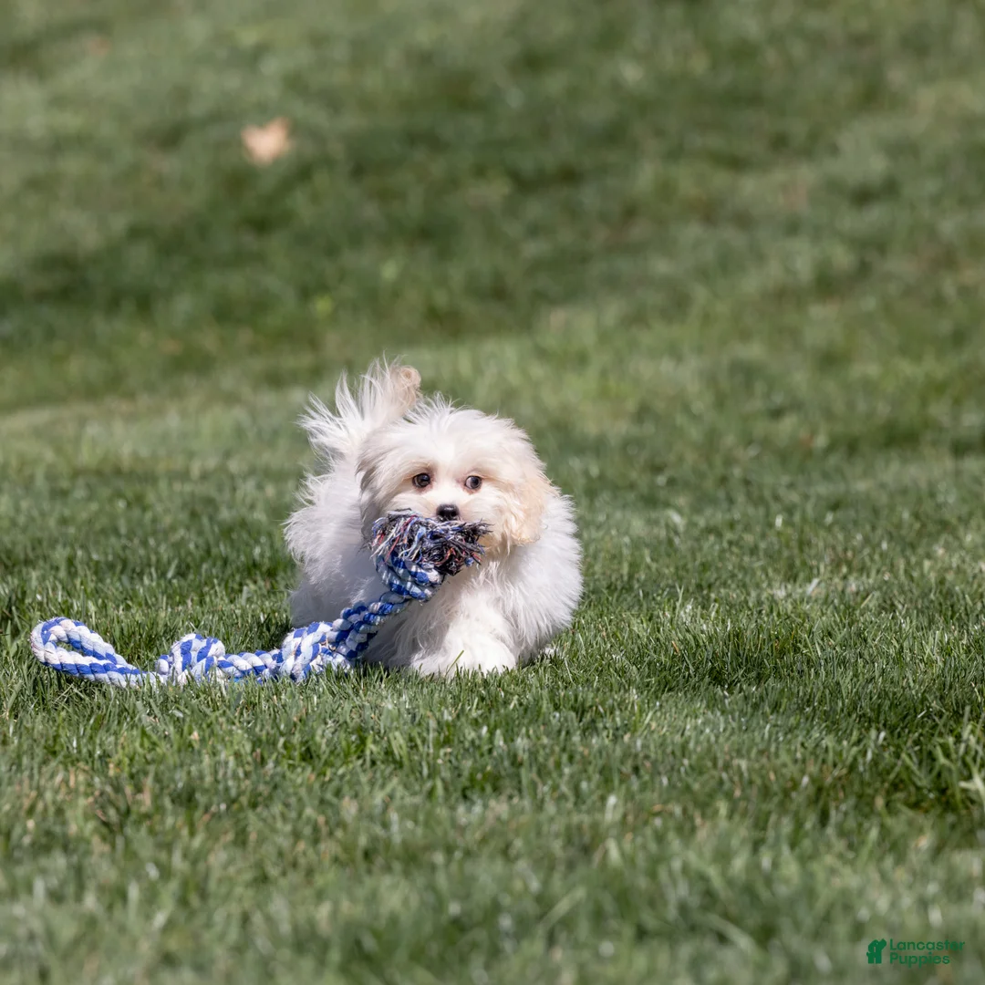 Teddy Bear dogs for sale: Lafayette - Ad 2