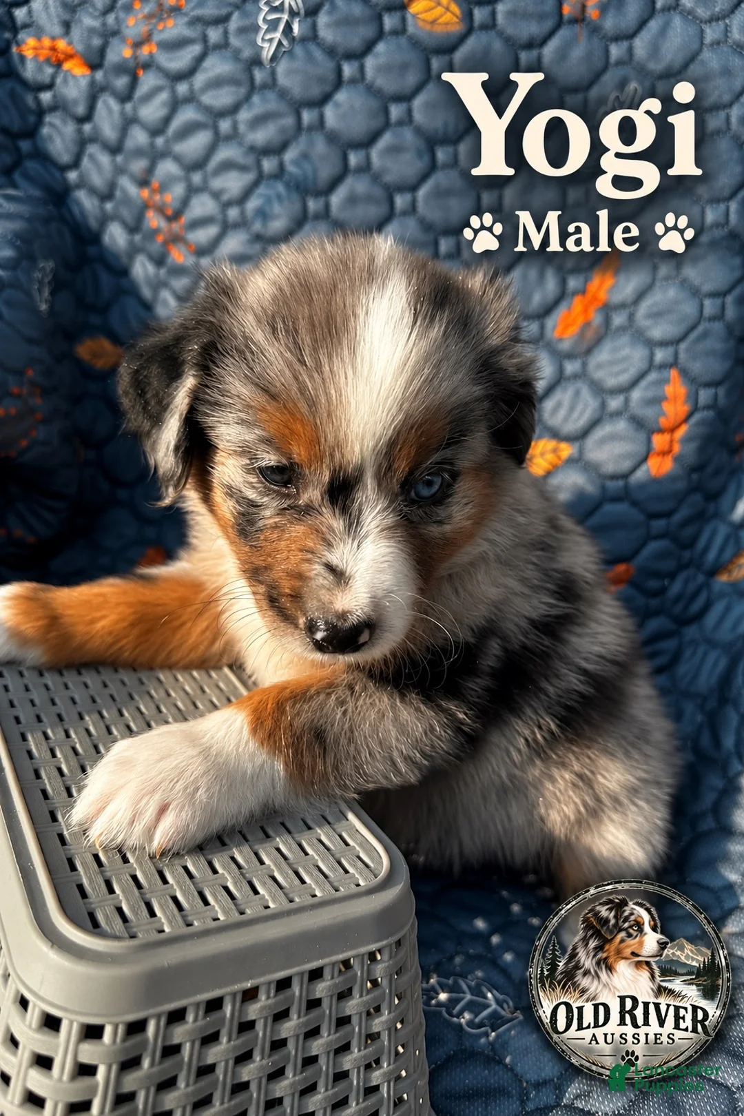 Australian Shepherd dogs for sale: Yogi - Ad 2