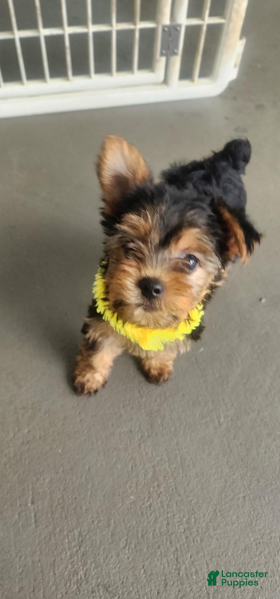 Yorkshire Terrier dogs Yorkshire Terrier yellow girl  - Ad 1