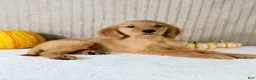 Golden Retriever dogs for sale: Dalila - Ad 3