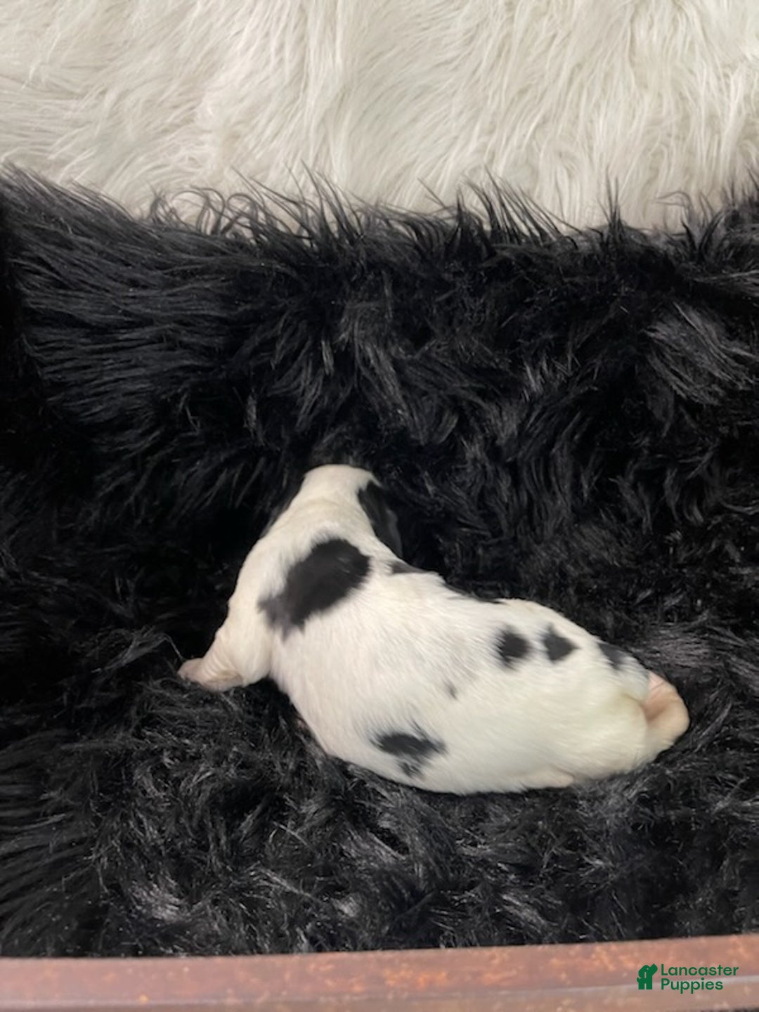 English Springer Spaniel dogs for sale: Gravy - Ad 4