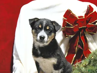 Mixed Breed dogs Zoey - Ad 27