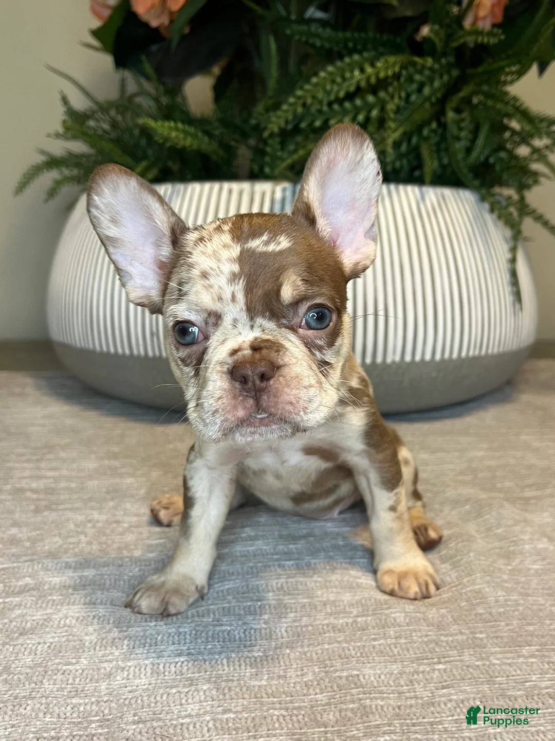 French Bulldog dogs for sale: Maple - Ad 5
