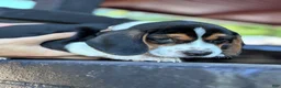 Beagle dogs for sale: Toby  - Ad 1
