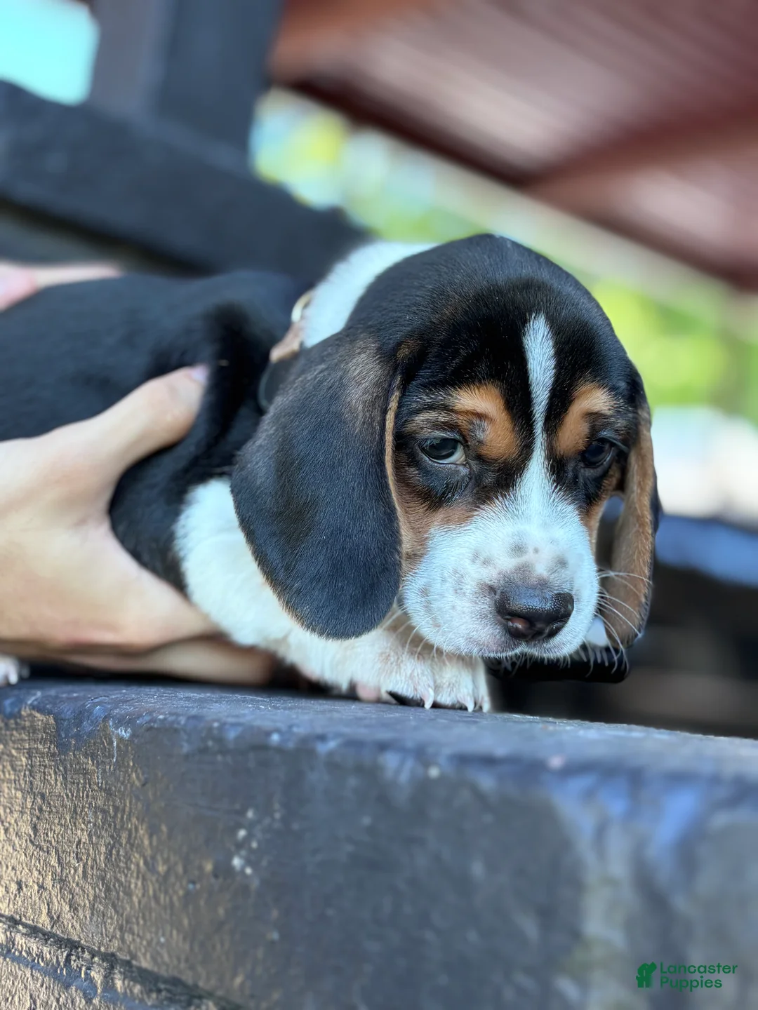 Beagle dogs for sale: Toby  - Ad 1