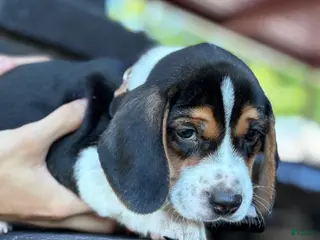 Beagle dogs for sale: Toby - Ad 2
