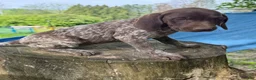 German Shorthaired Pointer dogs for sale: Gracie - Ad 3