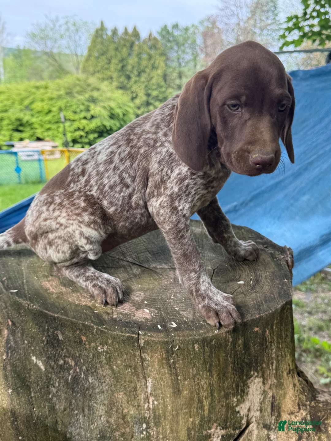 German Shorthaired Pointer dogs for sale: Gracie - Ad 3