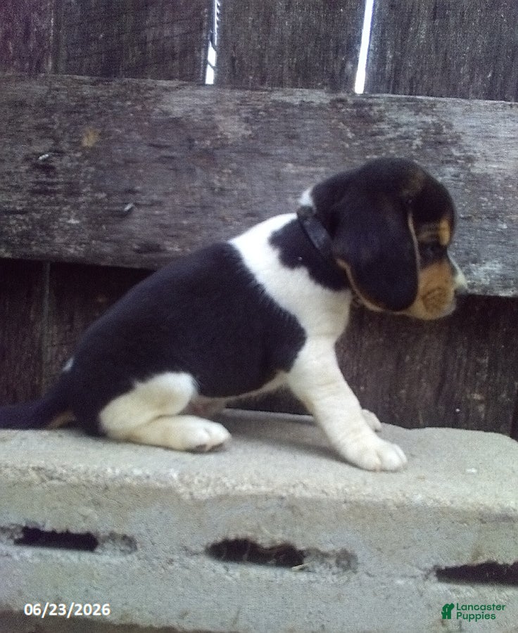 Beagle dogs Blake - Ad 2