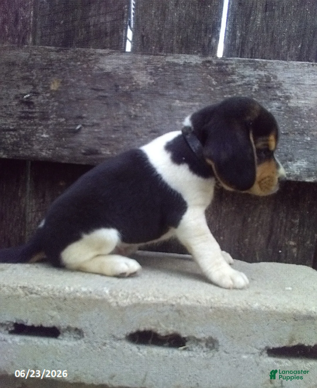 Beagle dogs for sale: Blake - Ad 2