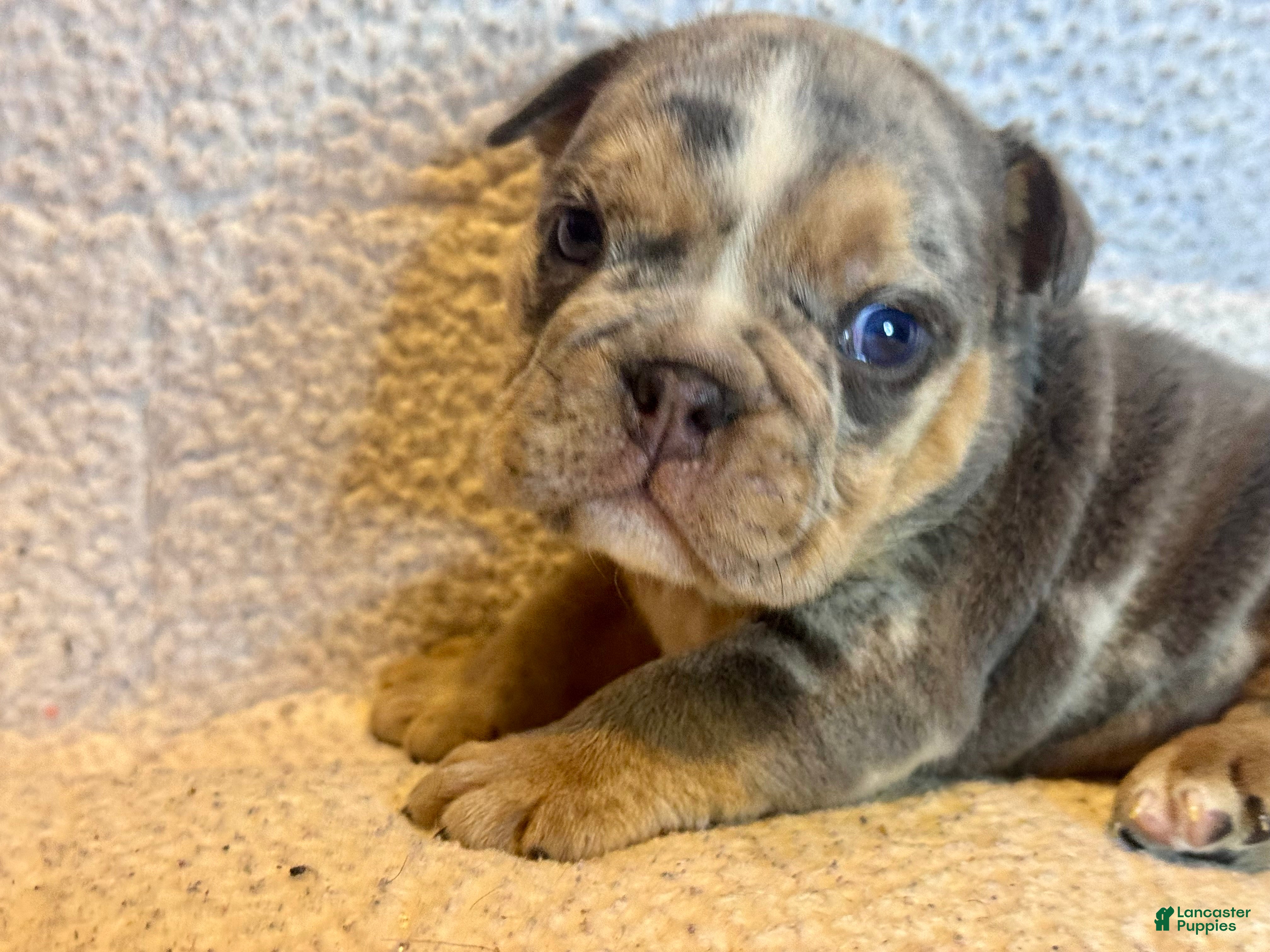 English Bulldog dogs Versace - Ad 32