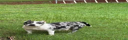 American Bully dogs for sale: American Bully 4 - Ad 2