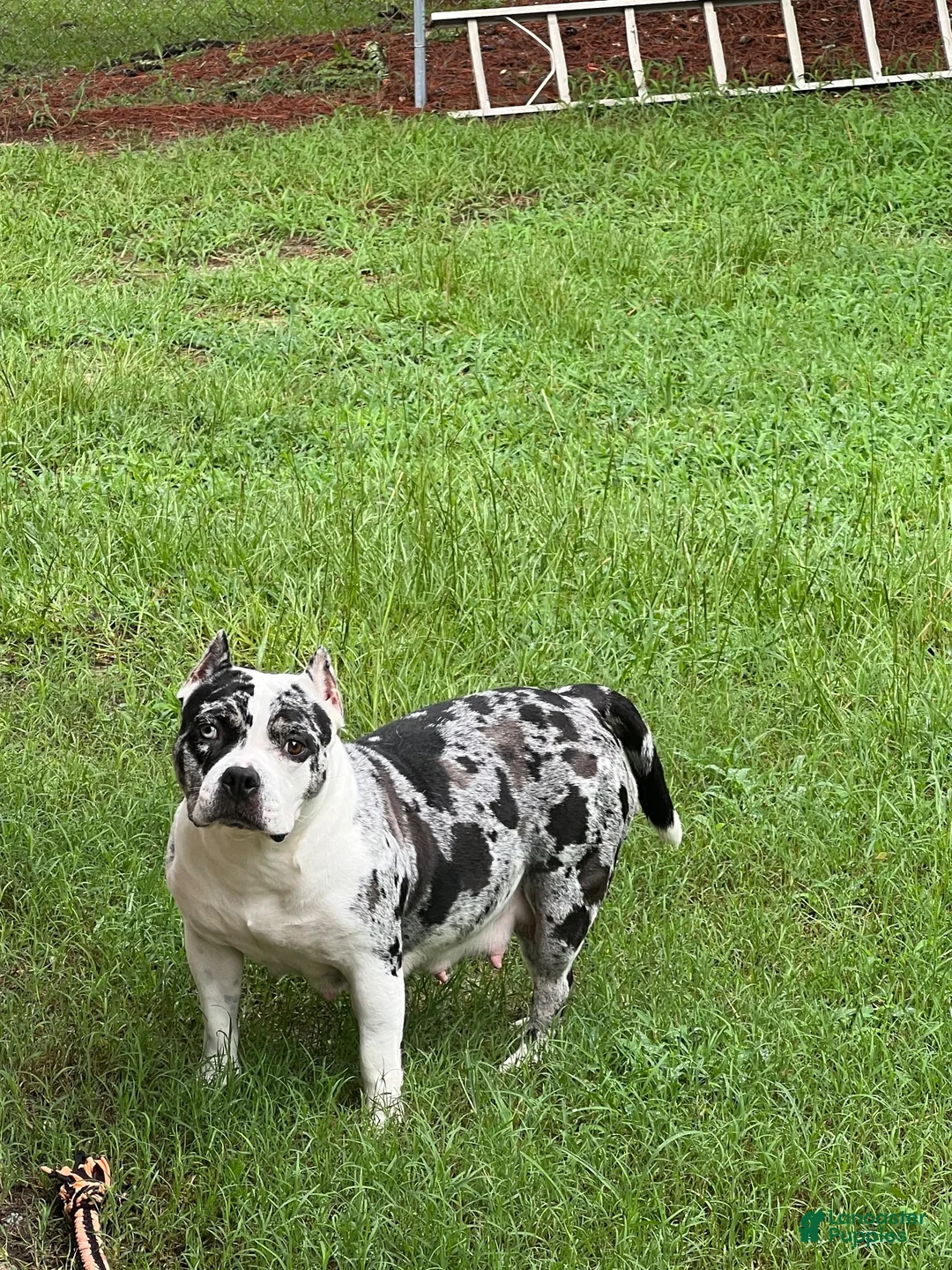 American Bully dogs for sale: American Bully 4 - Ad 2