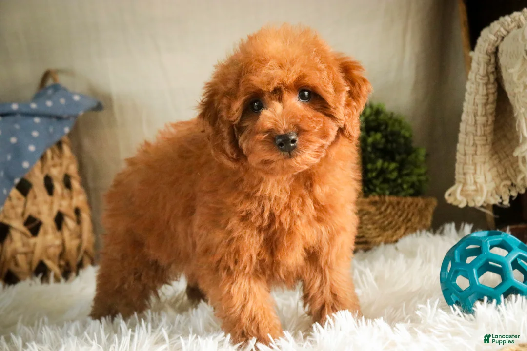 Miniature Poodle dogs for sale: Farley - Ad 7