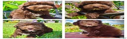 Havapoo dogs for sale: Ewok - Ad 1