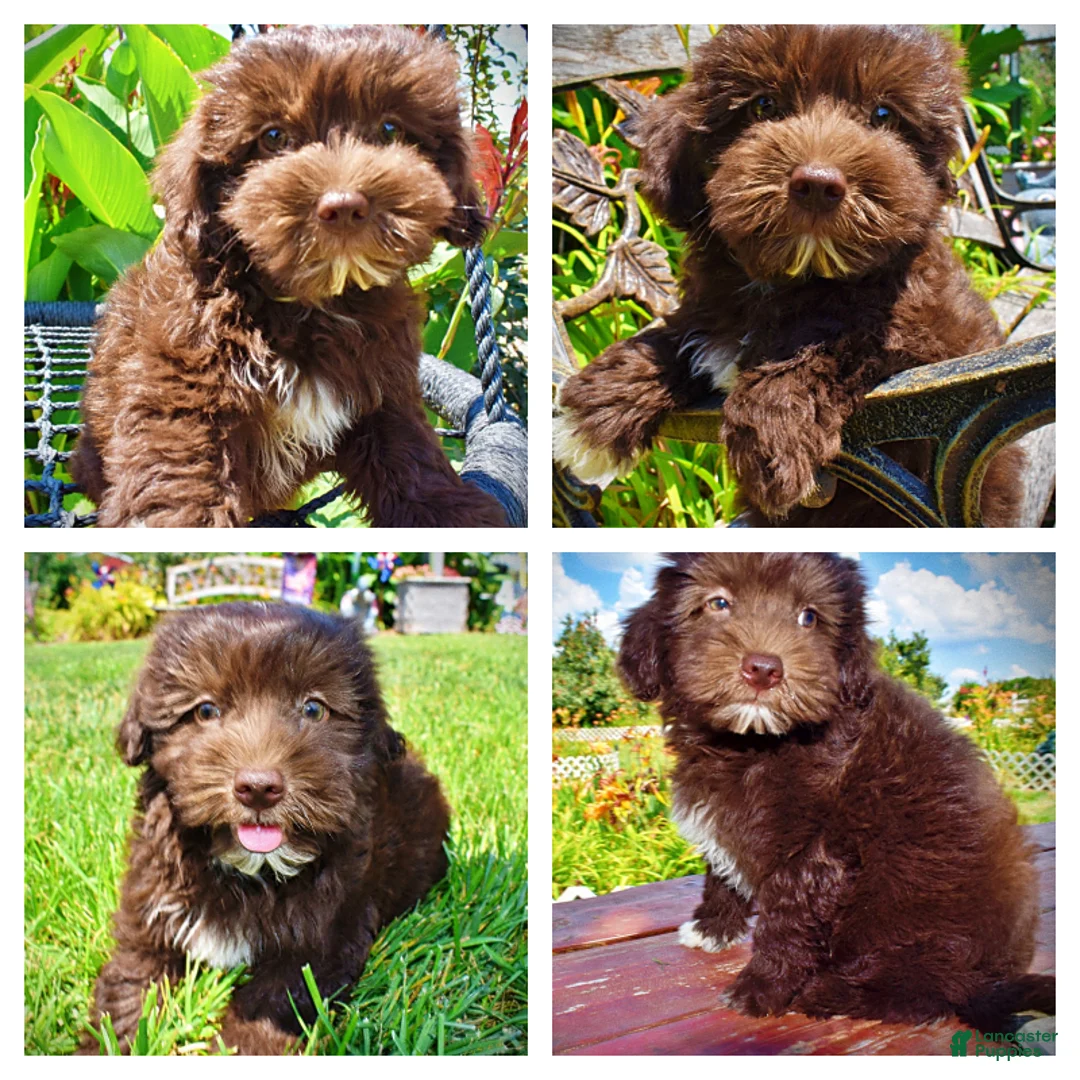 Havapoo dogs for sale: Ewok - Ad 1