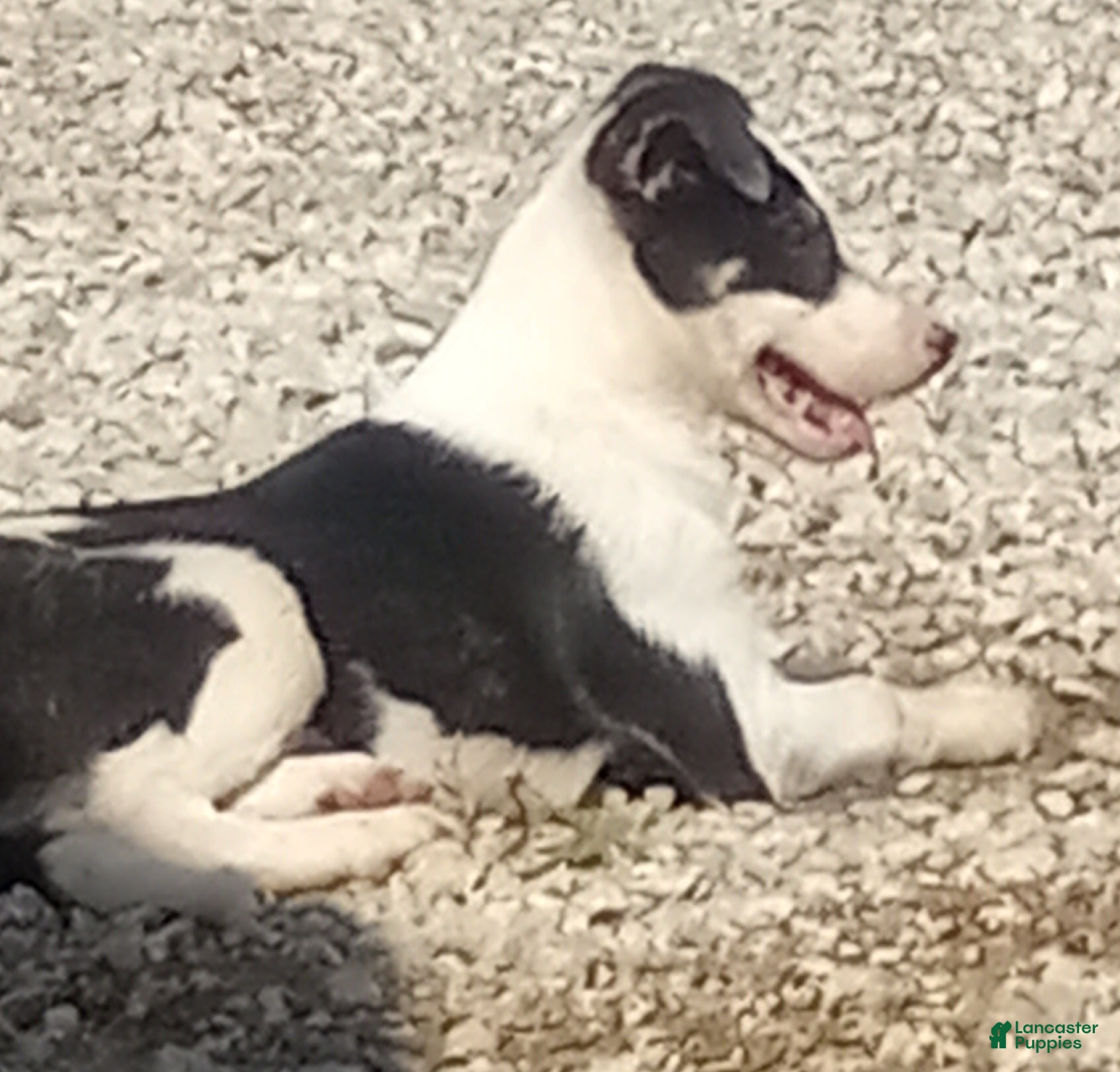 Border Collie dogs Max - Ad 2
