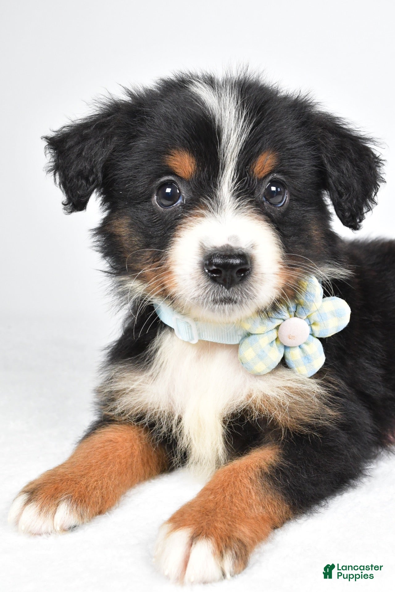 Miniature Australian Shepherd dogs Khloe - Ad 2