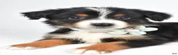 Miniature Australian Shepherd dogs for sale: Khloe - Ad 2