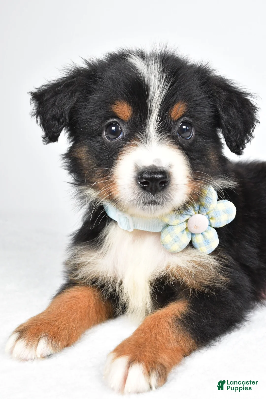Miniature Australian Shepherd dogs for sale: Khloe - Ad 2