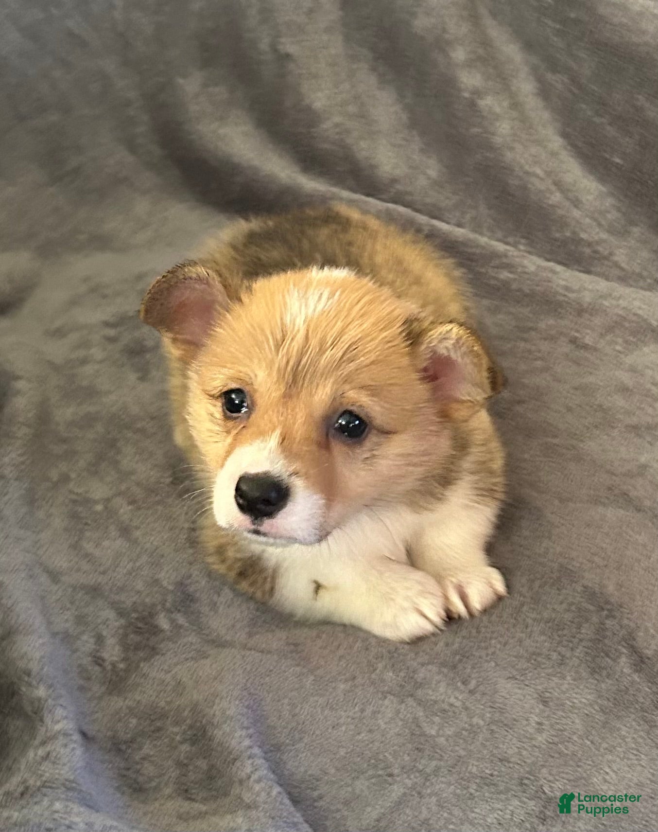Welsh Corgi Pembroke dogs Welsh Corgi Pembroke Puppy 5 - Ad 30