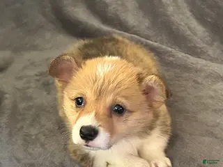 Welsh Corgi Pembroke dogs Welsh Corgi Pembroke Puppy 5 - Ad 30