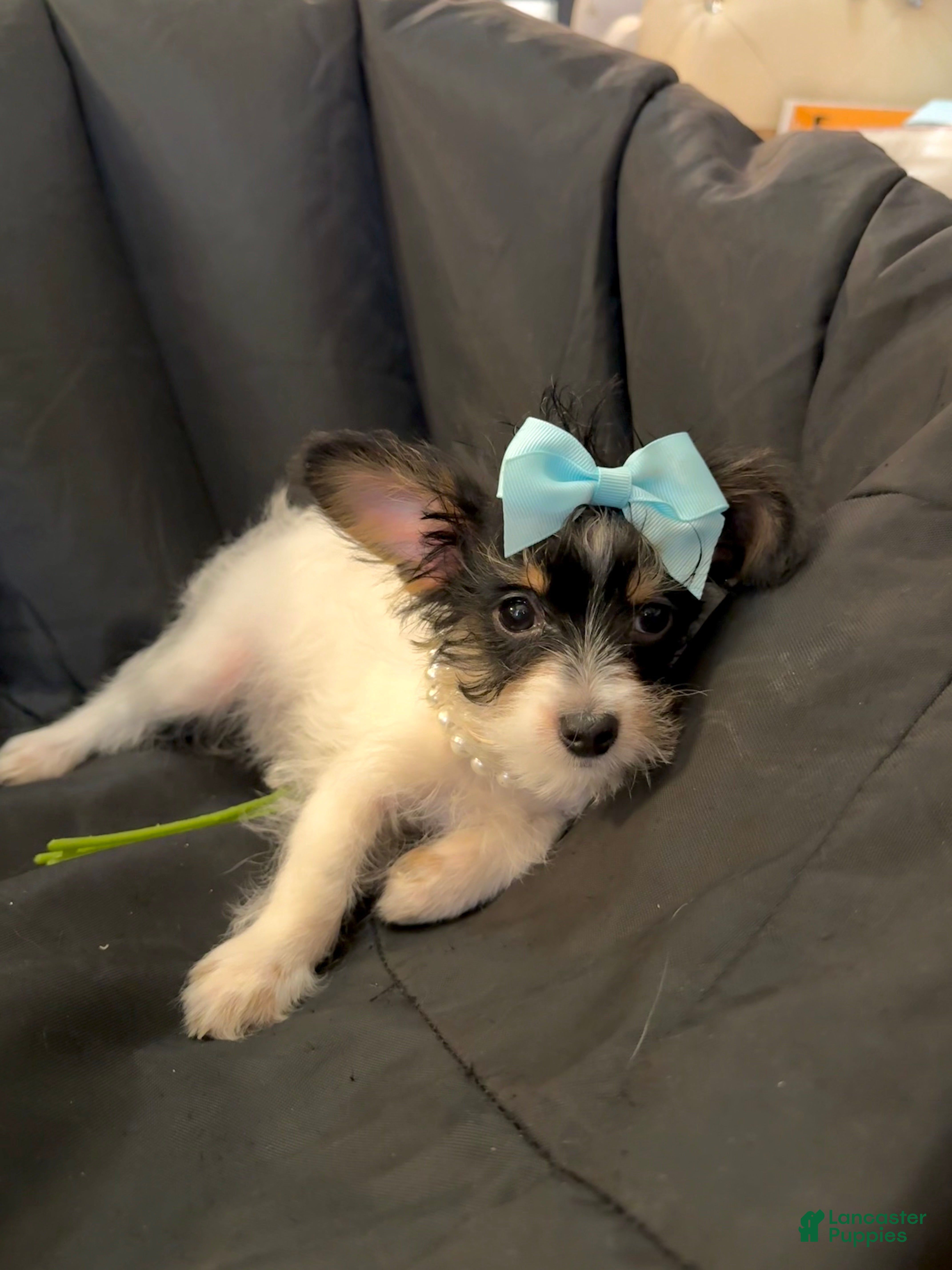 Yorkshire Terrier dogs Alfredo - Ad 1