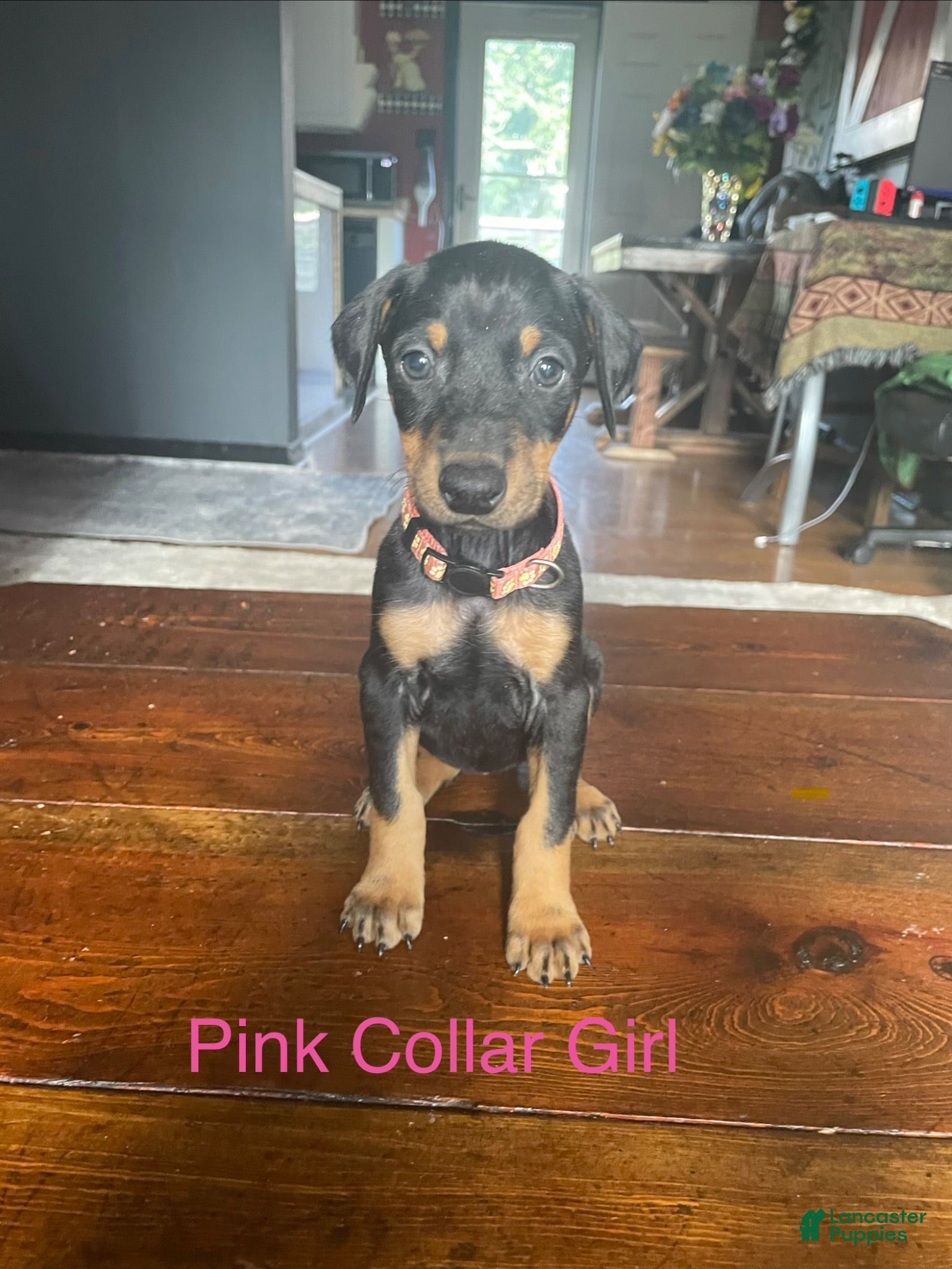 Doberman Pinscher dogs for sale: Doberman Pinscher 7 - Ad 4