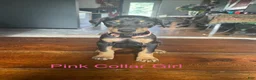 Doberman Pinscher dogs for sale: Doberman Pinscher 7 - Ad 1