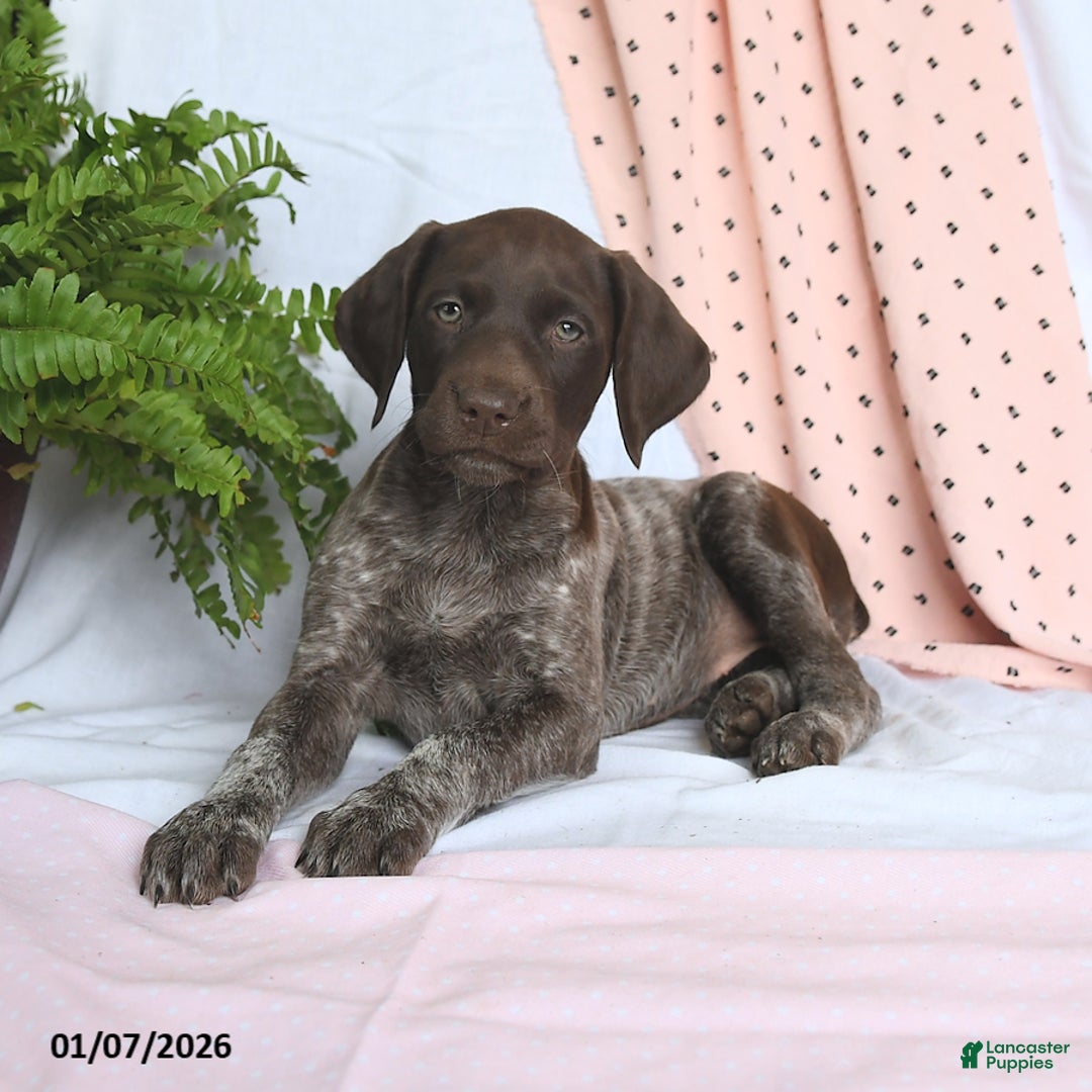 German Shorthaired Pointer dogs for sale: Angel - Ad 2