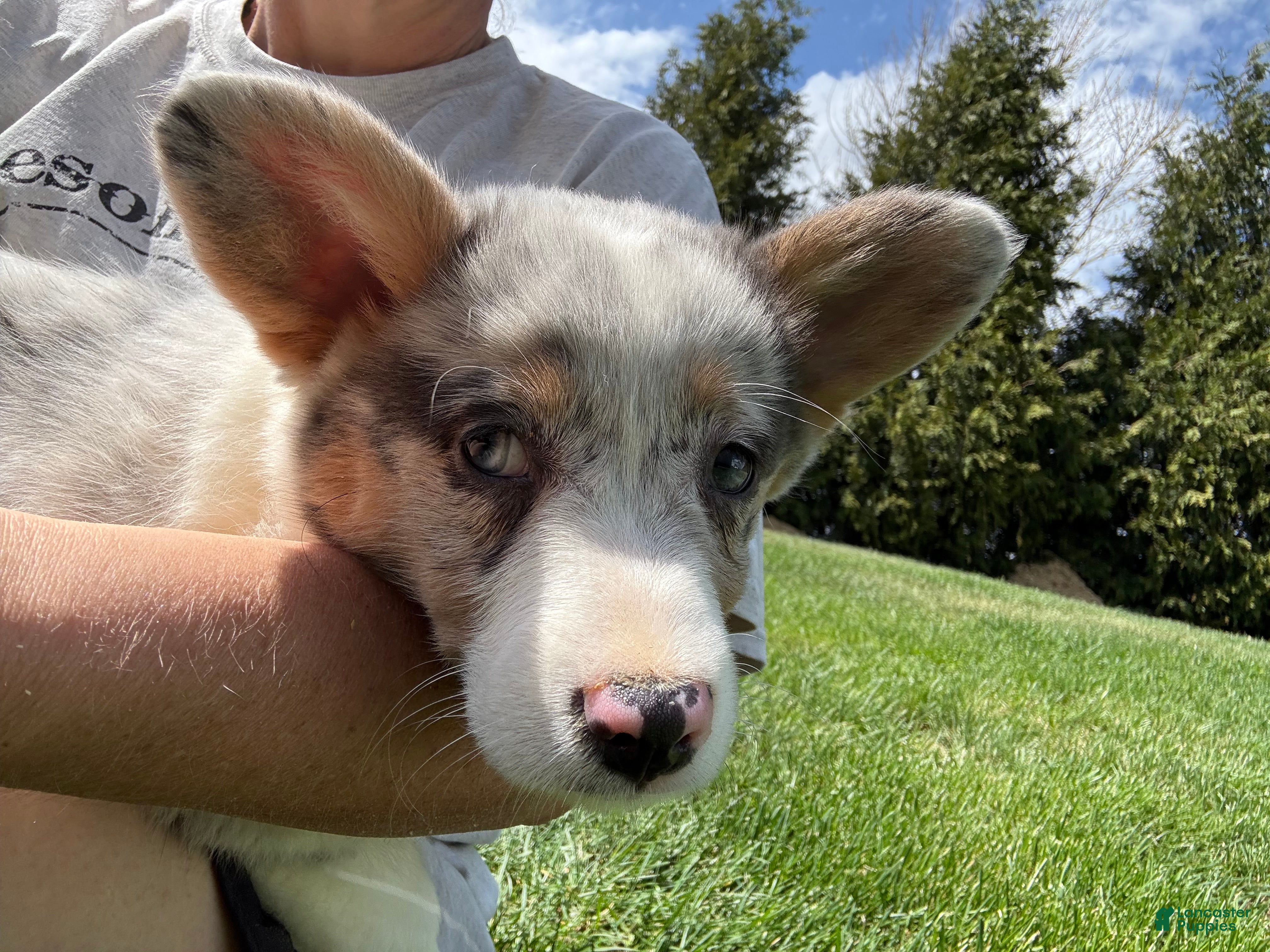 American Corgi dogs for sale: American Corgi Puppy 4 - Ad 5