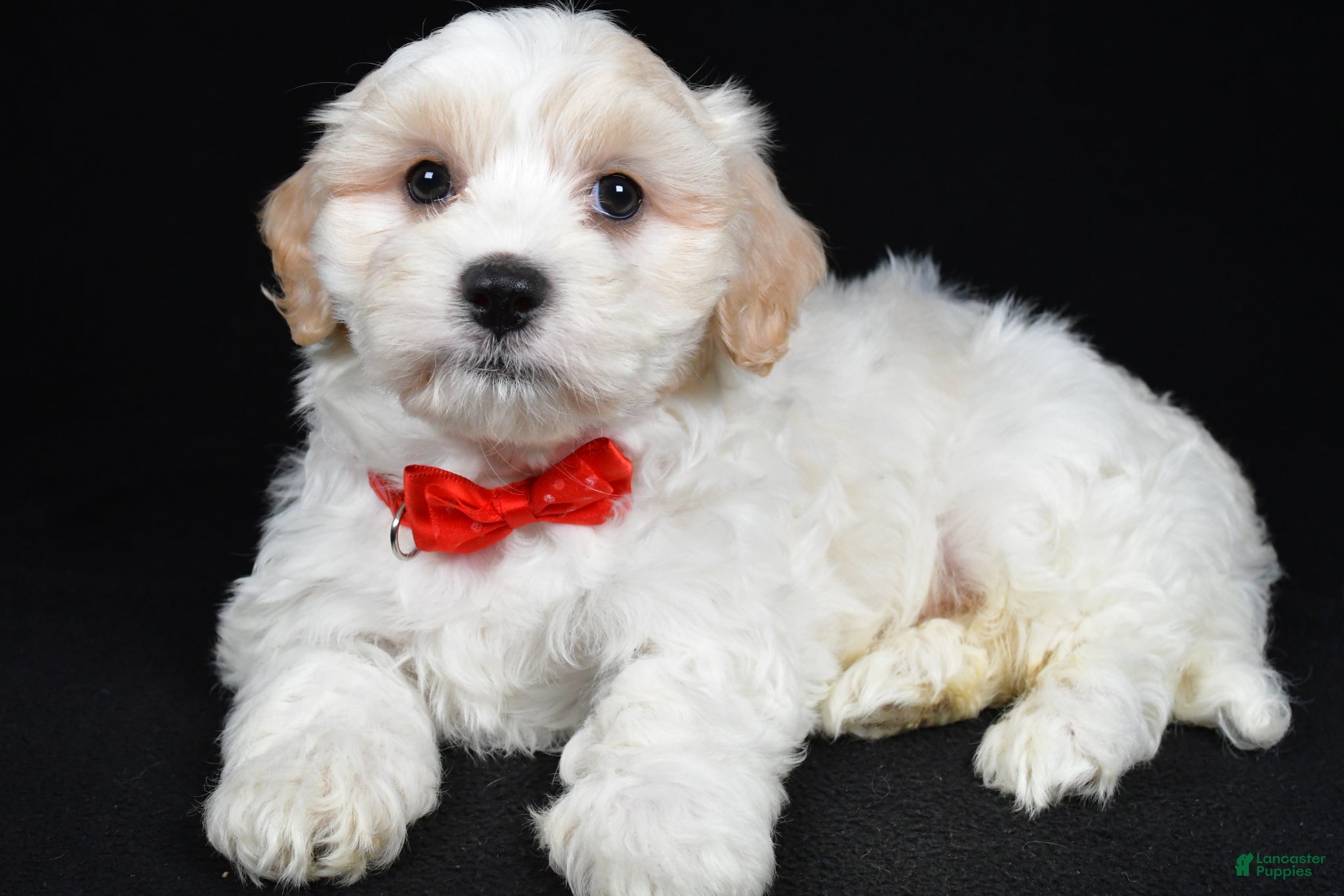 Maltipoo dogs Tucker - Ad 2