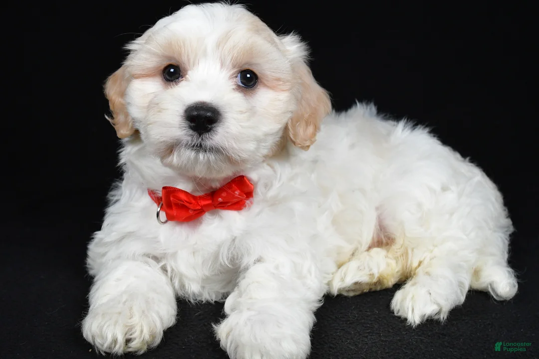 Maltipoo dogs for sale: Tucker - Ad 2