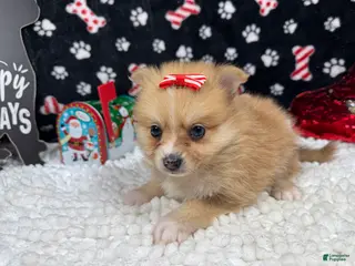 Pomeranian dogs Pomeranian Puppy 4 - Ad 5