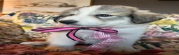 Great Pyrenees dogs for sale: Ember - Ad 7