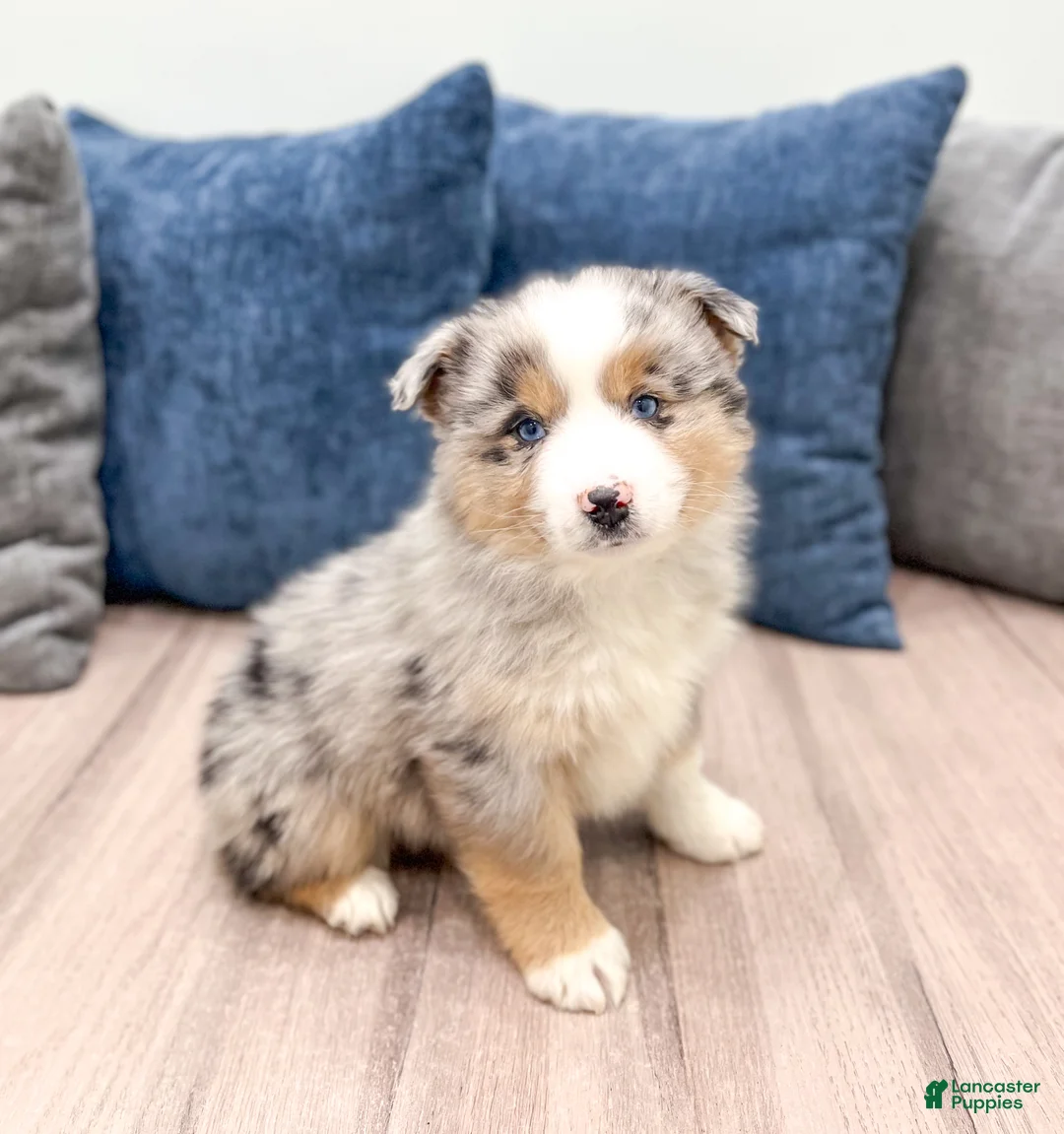 Miniature Australian Shepherd dogs for sale: Jackson - Ad 3