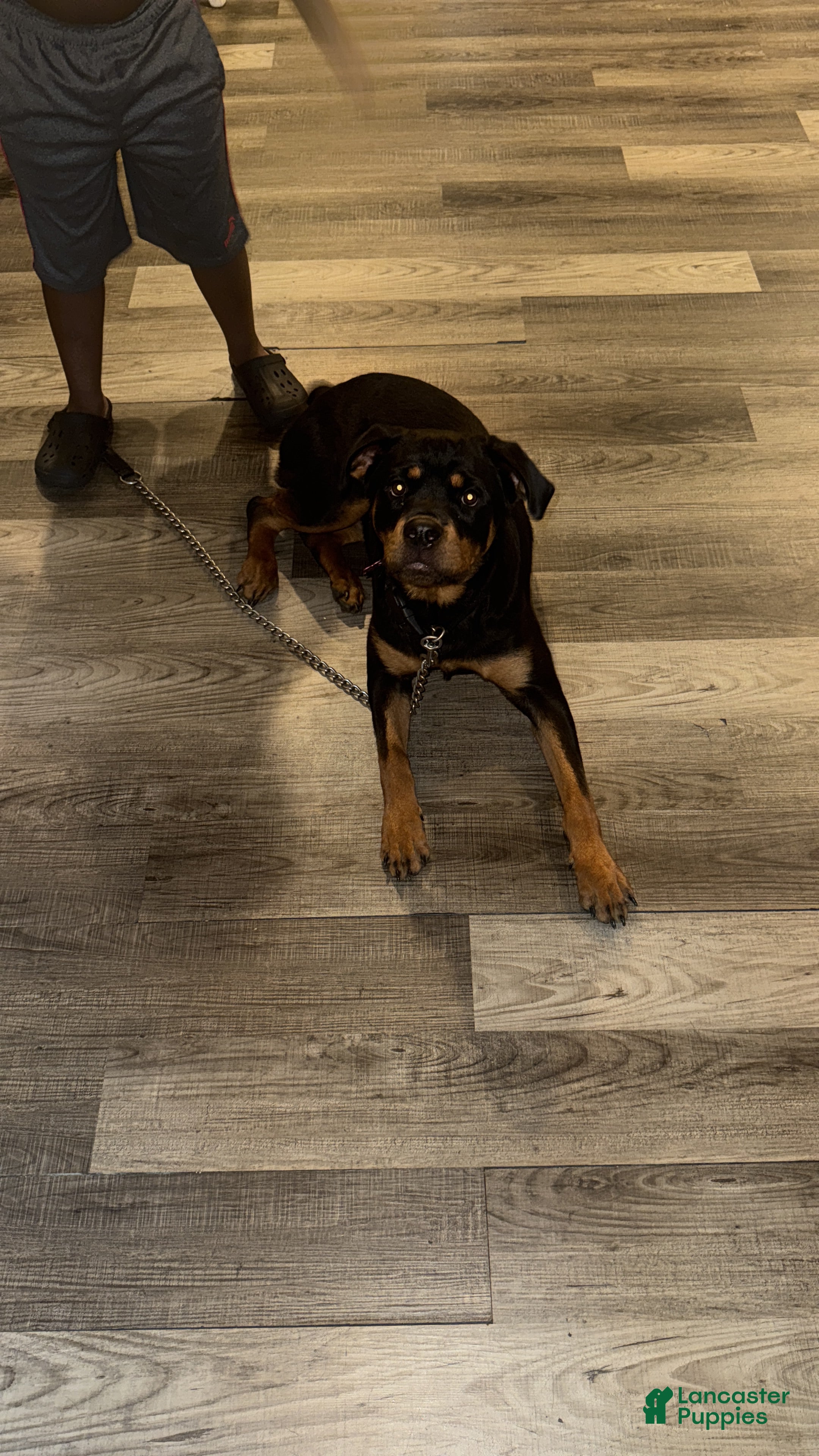 Rottweiler dogs Rottweiler Puppy 1 - Ad 41