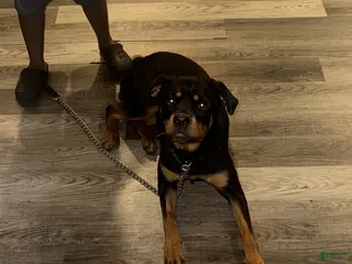 Rottweiler dogs Rottweiler Puppy 1 - Ad 40