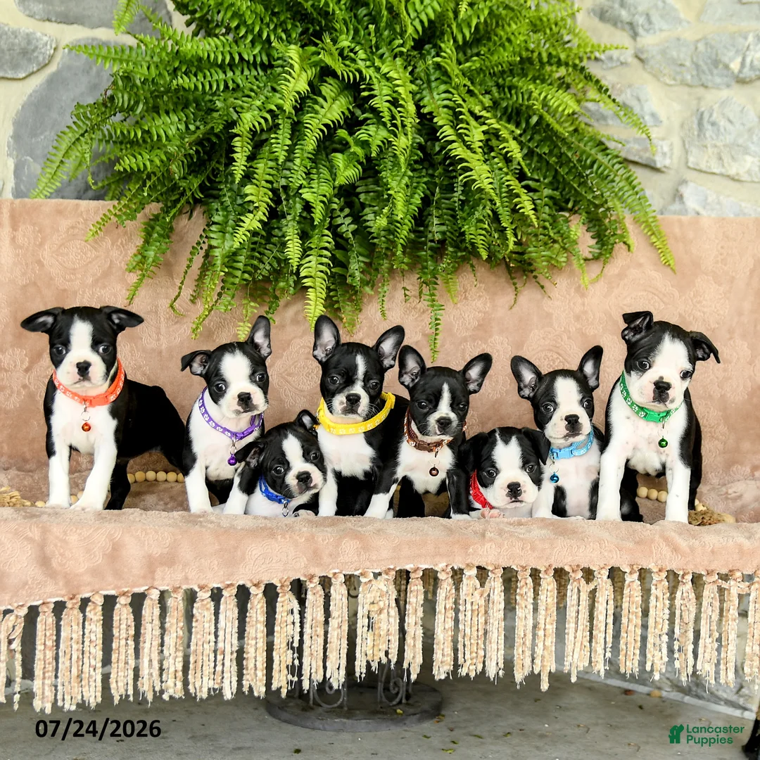 Boston Terrier dogs for sale: Dozer - Ad 5