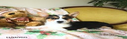 Welsh Corgi Pembroke dogs for sale: Nellie - Ad 8