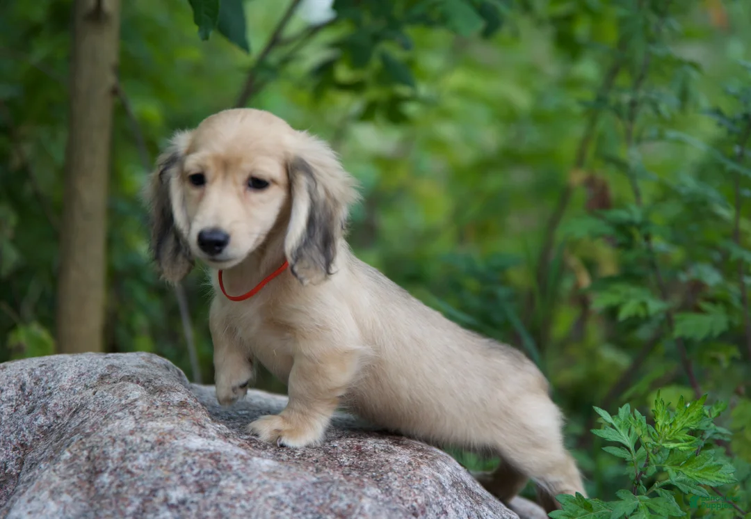 Miniature Dachshund dogs for sale: Miniature Dachshund Ivan - Ad 2