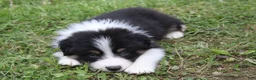 Australian Shepherd dogs for sale: Onyx  - Ad 6