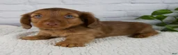 Miniature Dachshund dogs for sale: Felix - Ad 3