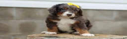 Mini Bernedoodle dogs for sale: Jasper 🐾 🦴 - Ad 9