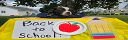 Olde English Bulldogge dogs for sale: Henry - Ad 7