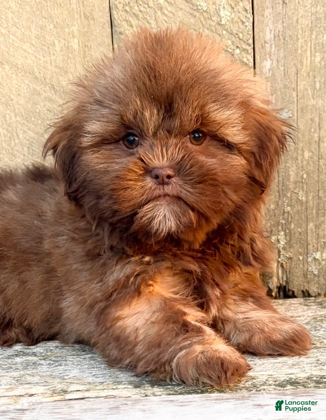 Shih Tzu dogs for sale: 💛 IN BOSTON MASSACHUSETTS AREA 💛 PUREBRED CHOCOLATE SHIH TZU 💛 ESTIMATED ADULT SIZE 10-12 LBS 💛 - Ad 2